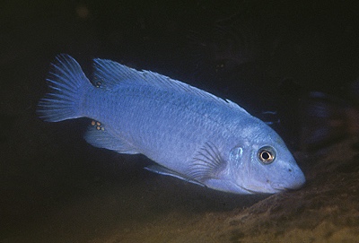 Labeotropheus trewavasae 'Chidunga Rocks'